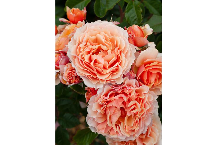 FLORIBUNDA STD